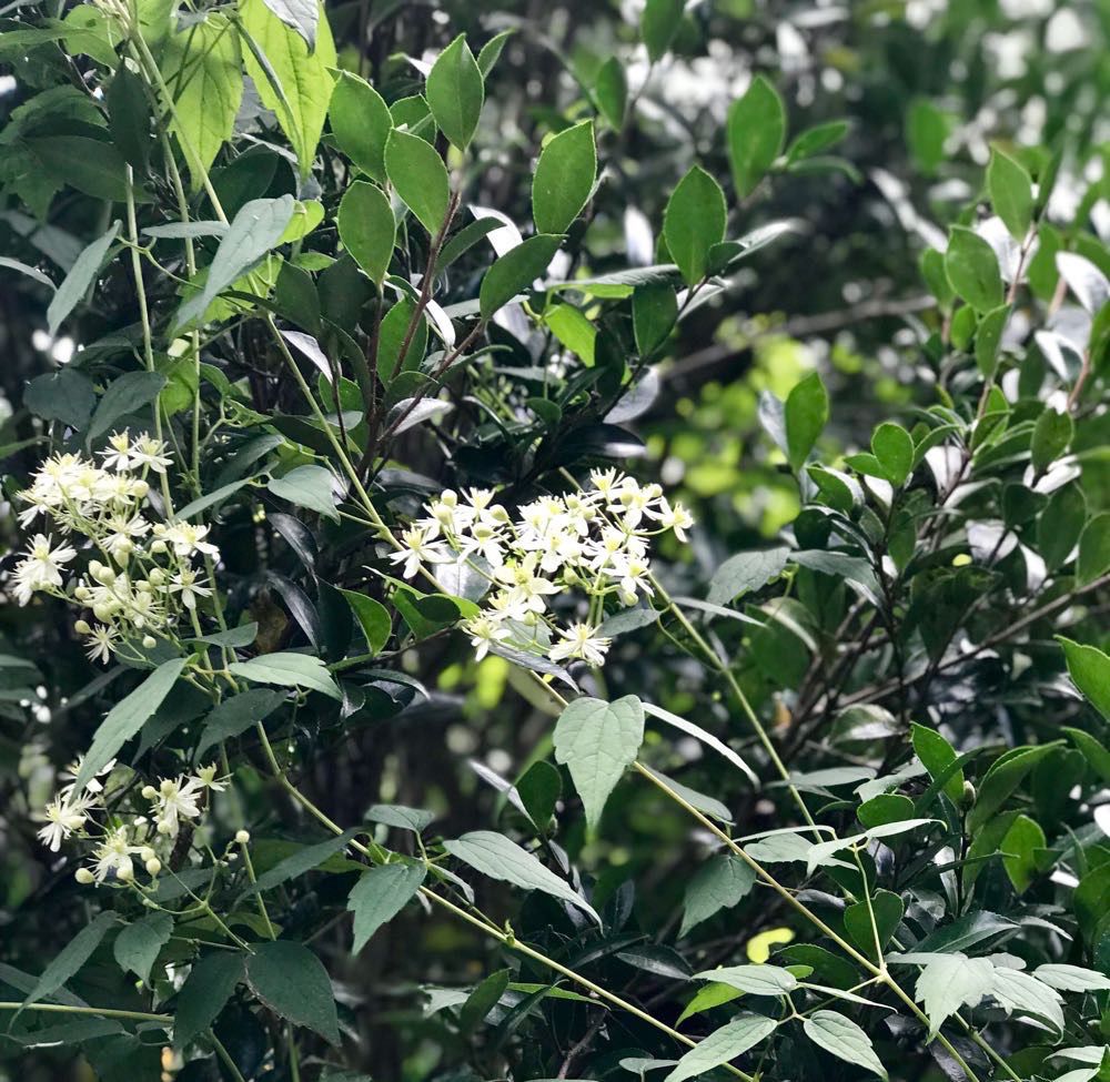 Clematis virginana